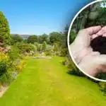 O adevărată "comoară" din coșul de gunoi: un produs face