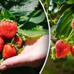 O greșeală la plantare și tufa va putrezi: principalul secret