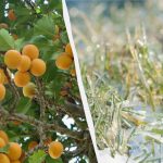 O noapte va decide soarta întregii culturi: cum să protejați