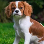 O plimbare se poate transforma într-o afecțiune cutanată dureroasă pentru câinele dumneavoastră: ce ar trebui să știe stăpânii despre aceasta o-plimbare-se-poate-transforma-intr-o-afectiune-cutanata-dureroasa-pentru.webp.webp