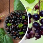 O recoltă mare de fructe de pădure gustoase: Ce să