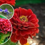 Paturi de flori luminoase într-un timp scurt: Ce flori cu