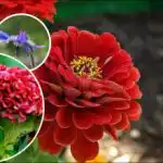 Paturi de flori luminoase într-un timp scurt: Ce flori cu