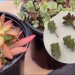 Pentru ca plantele suculente să nu se întindă în sus: