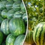 Pepeni verzi de până la 12 kg: ce soi să