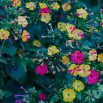 Plante pentru grădina de noapte care vor face grădina parfumată