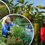 Protejați ardeii de ciuperci și afide: ce plante însoțitoare să