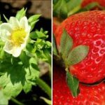 Puteți culege fructe de pădure cu găleata: cu ce să