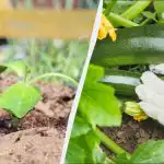 Puteți începe să plantați dovlecei cu semințe numai din această