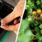 Răsadurile vor apărea în a treia zi: Cum să germinați rapid semințele de roșii Răsadurile vor apărea în a treia zi: Cum să germinați