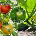 Recoltă până în noiembrie: cum să pregătiți un fertilizator simplu