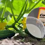 Recolta până în octombrie: o rețetă simplă pentru cel mai