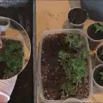 Recolta va crește de 10 ori mai mare: Cum să