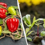 Recoltați 2 kg de ardei dintr-o singură plantație: ce să semănați unul lângă altul Recoltați 2 kg de ardei dintr-o singură plantație: ce să