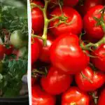 Roșiile de pe pervazul ferestrei pot fi cultivate de la