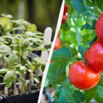 Roșiile sunt fertilizate la plantare: 2 linguri într-o gaură -