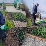 Secretul lalelelor mari: ce ar trebui să faceți cu siguranță în primăvară Secretul lalelelor mari: ce ar trebui să faceți cu siguranță