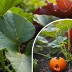 Secretul unei mari recolte de dovleci: ce să faci cu