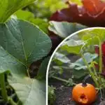 Secretul unei mari recolte de dovleci: ce să faci cu