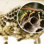 Te-ai săturat de viespi în curtea ta - o modalitate