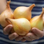 Totul despre cultivarea cepei în grădina dvs. de legume: experții au adunat toate secretele într-un singur loc totul-despre-cultivarea-cepei-in-gradina-dvs-de-legume-expertii.webp.webp