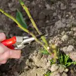 Tunderea de primăvară a trandafirului stimulează înflorirea: vara, înflorește ca niciodată înainte Tunderea de primăvară a trandafirului stimulează înflorirea: vara, înflorește ca