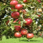 Tunderea pomilor fructiferi în primăvară: cele mai bune sfaturi tunderea-pomilor-fructiferi-in-primavara-cele-mai-bune-sfaturi.webp.webp