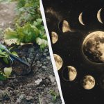 Uitați de grădina de legume în aceste zile din aprilie: