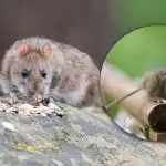 Un magnet pentru toate rozătoarele: ce să nu pui în grădină primăvara Un magnet pentru toate rozătoarele: ce să nu pui în