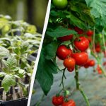 Unde nu ar trebui să cultivați niciodată roșii: grădinarii au