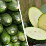 Unele pentru randament, altele pentru aromă: ce soiuri de dovlecei