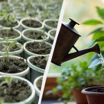 Va crește ca o drojdie: cu ce să udați răsadurile