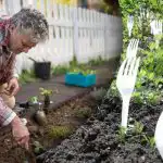 Vecinii au râs până când au văzut rezultatul: de ce sunt necesare furculițele în grădina de legume Vecinii au râs până când au văzut rezultatul: de ce