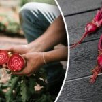 Vecinii vor râde: ce plante strică recolta de sfeclă