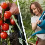 Această greșeală "ucide" răsadurile de roșii: de câtă apă are