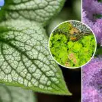 Aceste flori cresc bine la umbră: ce să plantezi în