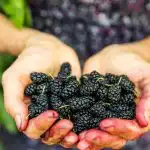 Aceste fructe de pădure cresc în apropiere și sunt bune