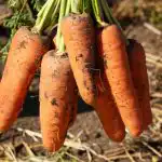 Aceste soiuri de morcovi sunt cele mai bune din Ucraina: