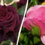 Acești trandafiri vor decora orice grădină: 5 cele mai frumoase