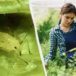 Afidele nu se vor mai apropia: cel mai ieftin și