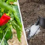 Ardeii vor prinde rădăcini în mai puțin de o săptămână: