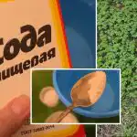 Buruienile vor dispărea pentru totdeauna: o soluție simplă de bucătărie