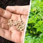 Când să plantezi roșii în aprilie: date conform calendarului lunar