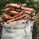 Când să semănați morcovii primăvara pentru a-i recolta toată iarna: