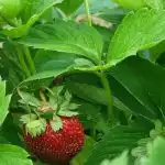 Când să transplantați căpșuni: greșelile strică recolta cand-sa-transplantati-capsuni-greselile-strica-recolta.jpg