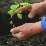 Când și ce să plantezi în grădina de legume: semne populare Când și ce să plantezi în grădina de legume: semne