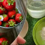 Căpșunile vor da de multe ori mai multe fructe de pădure dulci: rețeta "bunicii" pentru fertilizare Căpșunile vor da de multe ori mai multe fructe de