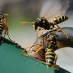 Care mușcătură este cea mai dureroasă din lume: oamenii de știință au dat răspunsul care-muscatura-este-cea-mai-dureroasa-din-lume-oamenii-de.webp.webp