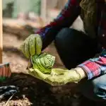 Ce să plantați în aprilie în sol, seră și răsaduri: