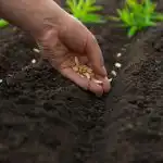 Ce să plantezi în aprilie: cele mai rezistente 5 legume